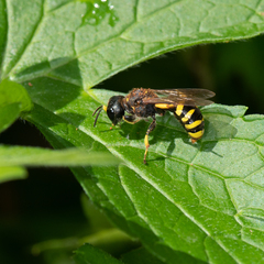 Ectemnius cephalotes