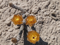 Pterocactus tuberosus