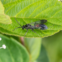 Sericopompilus apicalis