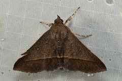 Hypospila bolinoides