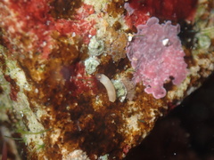Caecum californicum