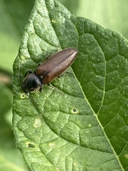Hemicrepidius decoloratus