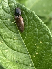 Hemicrepidius decoloratus