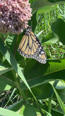 Danaus plexippus