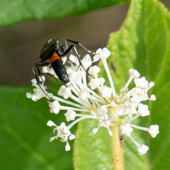 Sericopompilus apicalis