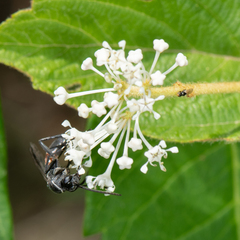 Sericopompilus apicalis