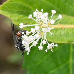 Sericopompilus apicalis
