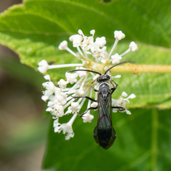 Sericopompilus apicalis