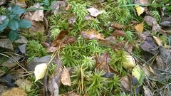 Climacium dendroides