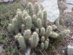 Echinocereus ledingii