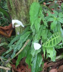 Spathiphyllum wallisii