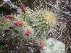 Echinocereus ledingii
