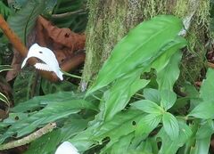 Spathiphyllum wallisii