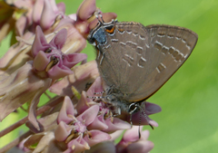 Satyrium caryaevorus