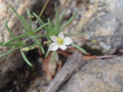 Phemeranthus confertiflorus