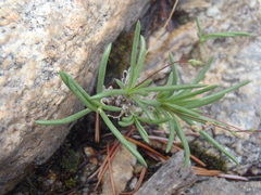 Phemeranthus confertiflorus