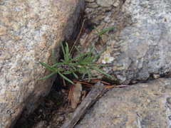 Phemeranthus confertiflorus