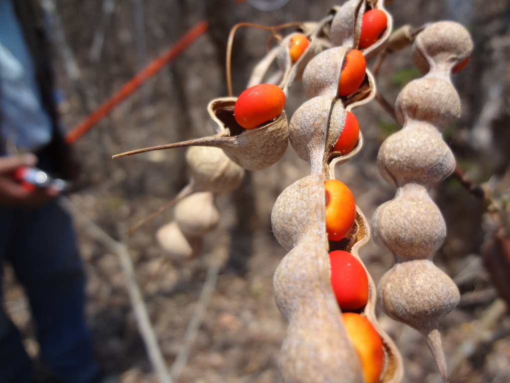 Colorín yucateco (Guía de Plantas del Municipio de Benito Juárez, Qur ...