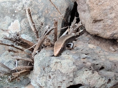 Chalcides coeruleopunctatus