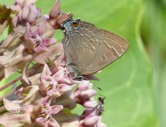 Satyrium caryaevorus
