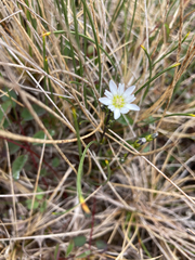 Gentiana douglasiana