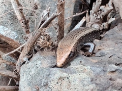Chalcides coeruleopunctatus
