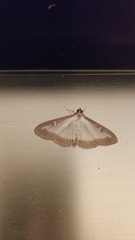 Cydalima