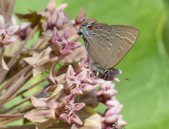 Satyrium caryaevorus