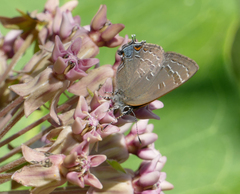 Satyrium caryaevorus