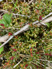 Kalmia procumbens