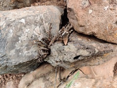 Chalcides coeruleopunctatus