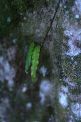 Microgramma lycopodioides