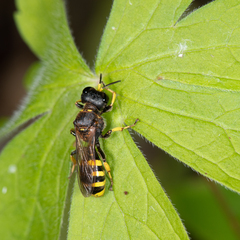 Ectemnius cephalotes