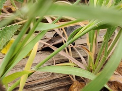 Chalcides coeruleopunctatus