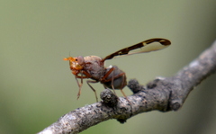 Diacrita costalis
