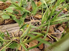 Chalcides coeruleopunctatus