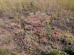Petrosedum rupestre