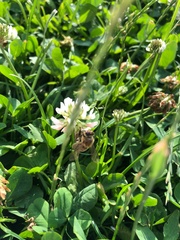 Apis mellifera