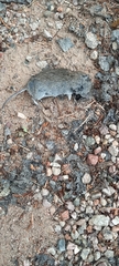 Thomomys talpoides
