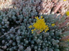 Petrosedum rupestre