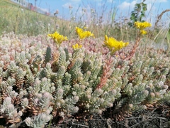 Petrosedum rupestre