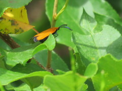 Lycomorpha pholus