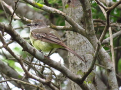 Myiarchus cephalotes