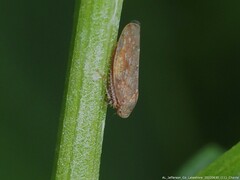 Paraphlepsius continuus