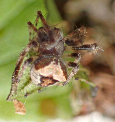 Araneus montereyensis