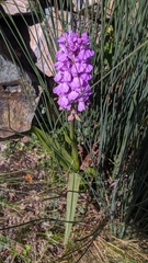 Dactylorhiza elata