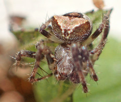 Araneus montereyensis