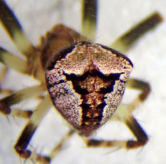 Araneus montereyensis