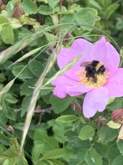 Bombus occidentalis
