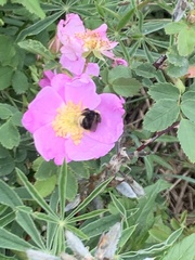 Bombus occidentalis